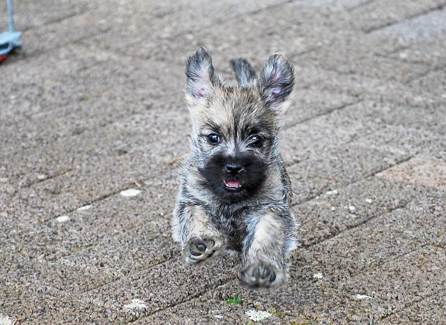 Fynn als Welpe 060.jpg